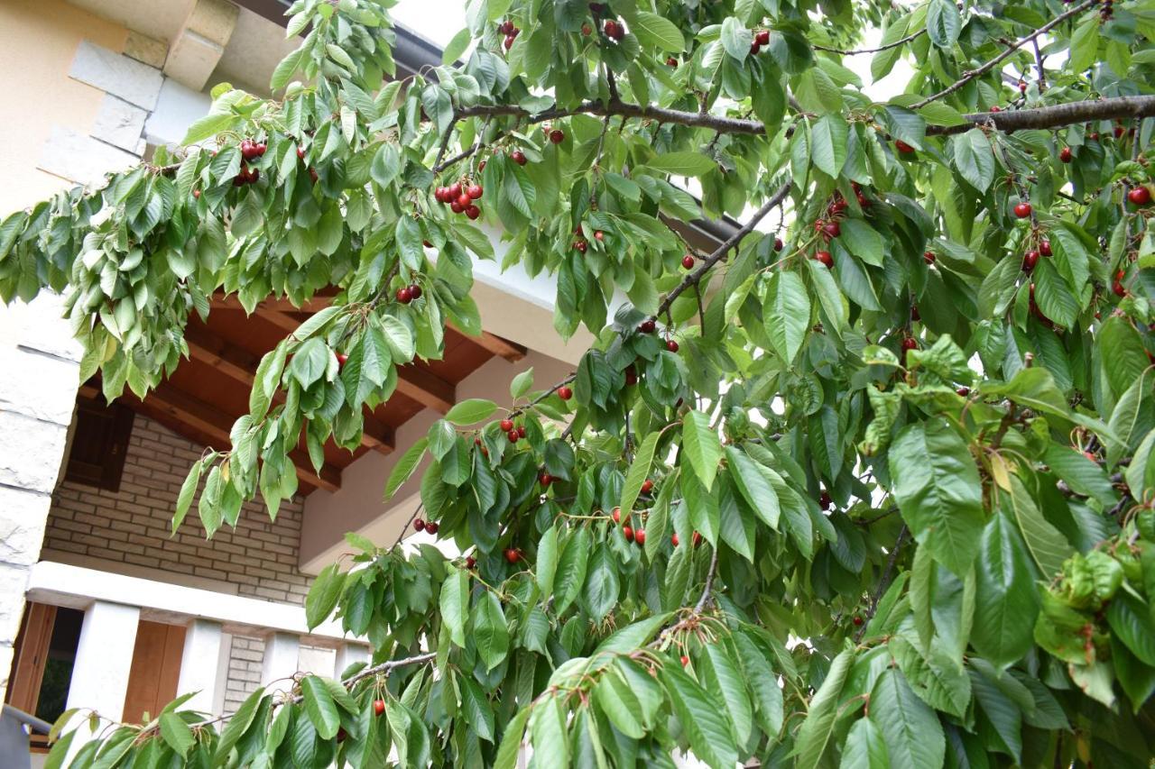 Apartment Leone Brtonigla